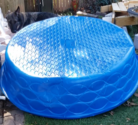 Rocket Sheds His Shell In A Hurry!